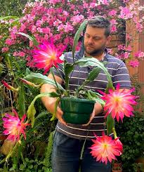 Attēlu rezultāti vaicājumam “Amarillidaceae”