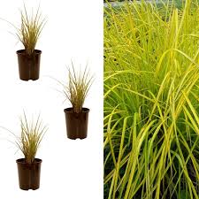 Attēlu rezultāti vaicājumam “Carex elata”