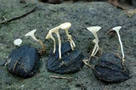 Attēlu rezultāti vaicājumam “Hymenoscyphus fructigenus var. coryli”