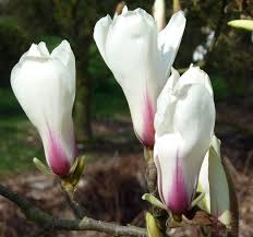 Attēlu rezultāti vaicājumam “Magnolia cylindrica flower”