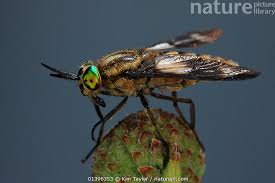 Attēlu rezultāti vaicājumam “Chrysops”