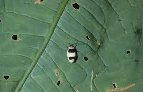 Attēlu rezultāti vaicājumam “Alticinae”