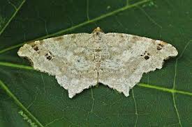 Attēlu rezultāti vaicājumam “Macaria alternata”