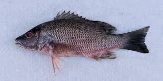 Image result for Lutjanus griseus