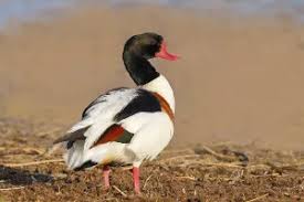 Attēlu rezultāti vaicājumam “Tadorna tadorna”