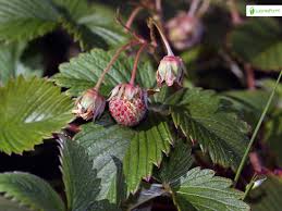 Attēlu rezultāti vaicājumam “Fragaria viridis fruit”