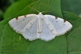 Attēlu rezultāti vaicājumam “Lomographa bimaculata”