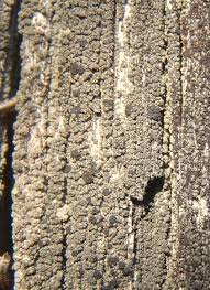 Attēlu rezultāti vaicājumam “Trapeliopsis flexuosa”