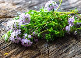 Image result for Satureja hortensis