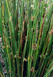 Attēlu rezultāti vaicājumam “Schoenoplectus lacustris subsp. glaucus flower”
