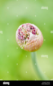Attēlu rezultāti vaicājumam “Allium holandicum bud”