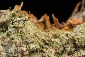 Attēlu rezultāti vaicājumam “Chaenotheca chlorella”