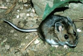 Attēlu rezultāti vaicājumam “Cricetidae”