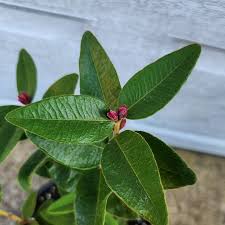 Attēlu rezultāti vaicājumam “Carex loliacea fruit”