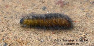 Attēlu rezultāti vaicājumam “Acronicta leporina larva”