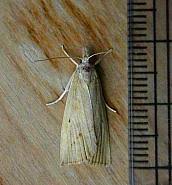 Attēlu rezultāti vaicājumam “Calamotropha paludella”