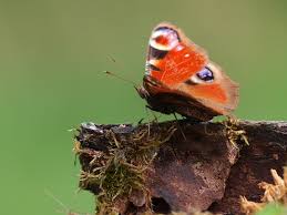 Attēlu rezultāti vaicājumam “Inachis io”