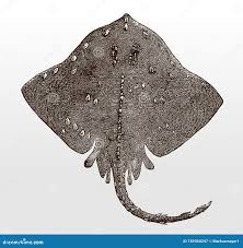 Image result for Amblyraja radiata