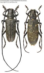 Attēlu rezultāti vaicājumam “Monochamus sutor”