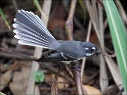 Attēlu rezultāti vaicājumam “Rhabdoweisia fugax”