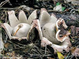 Attēlu rezultāti vaicājumam “Geastrum”