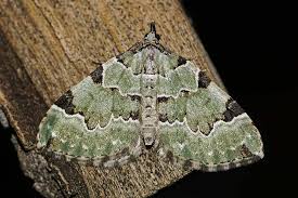 Attēlu rezultāti vaicājumam “Colostygia pectinataria male”