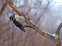 Attēlu rezultāti vaicājumam “Picoides tridactylus adult”
