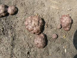 Attēlu rezultāti vaicājumam “Stemonitidaceae”