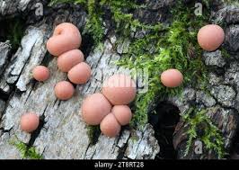 Attēlu rezultāti vaicājumam “Lycogala epidendrum aggr. macro”
