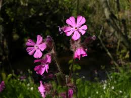 Attēlu rezultāti vaicājumam “Silene dioica”