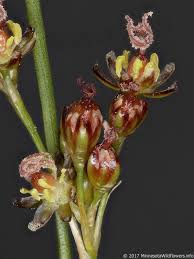 Attēlu rezultāti vaicājumam “Juncus compressus”