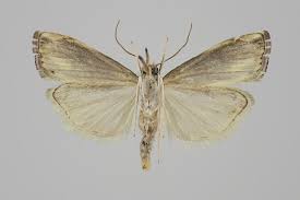 Attēlu rezultāti vaicājumam “Catoptria verellus”