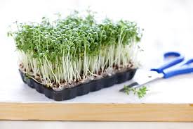 Image result for Gartenkresse