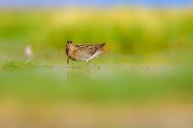 Attēlu rezultāti vaicājumam “Gallinago gallinago nest”