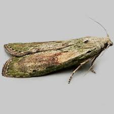 Attēlu rezultāti vaicājumam “Aphomia sociella male”