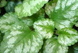 Attēlu rezultāti vaicājumam “Lamiastrum galeobdolon leaf”