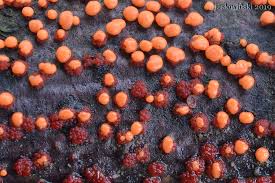 Attēlu rezultāti vaicājumam “Nectria cinnabarina”