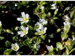 Attēlu rezultāti vaicājumam “Cerastium arvense flower”