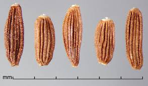 Attēlu rezultāti vaicājumam “Sonchus arvensis subsp. uliginosus fruit”