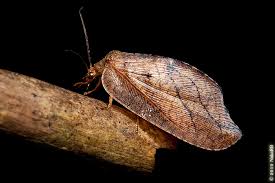 Attēlu rezultāti vaicājumam “Drepanepteryx phalaenoides”