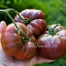 Afbeeldingsresultaat voor marizol purple tomato