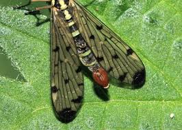 Attēlu rezultāti vaicājumam “Panorpa communis imago”