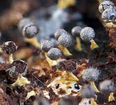 Attēlu rezultāti vaicājumam “Physarum leucophaeum spores”