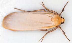 Attēlu rezultāti vaicājumam “Eilema depressa”