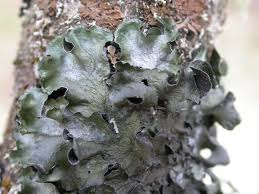 Attēlu rezultāti vaicājumam “Pleurosticta acetabulum”