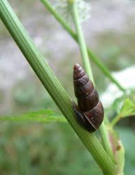 Attēlu rezultāti vaicājumam “Ena montana”