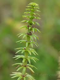 Attēlu rezultāti vaicājumam “Hippuridaceae”