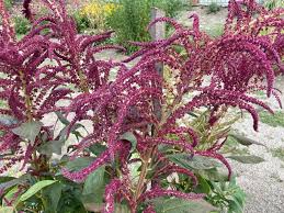 Image result for Fuchsschwanz