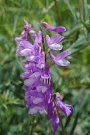 Attēlu rezultāti vaicājumam “Vicia tenuifolia flower”