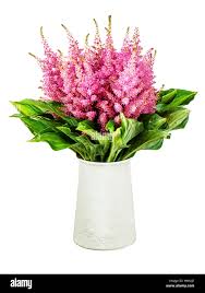 Attēlu rezultāti vaicājumam “Astilbe chinensis bud”